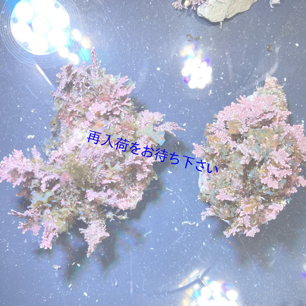 画像1: （岩付き）色々海藻B　ピリヒバ・フクリンアミジ　Sサイズ　2個セット (1)