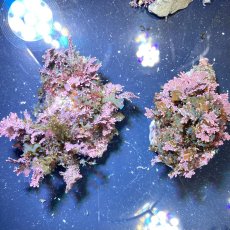 画像1: （岩付き）色々海藻B　ピリヒバ・フクリンアミジ　Sサイズ　2個セット (1)