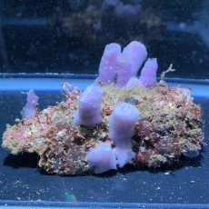 画像1: パープルスポンジ　B (1)