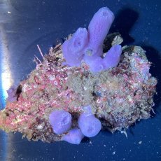 画像2: パープルスポンジ　B (2)