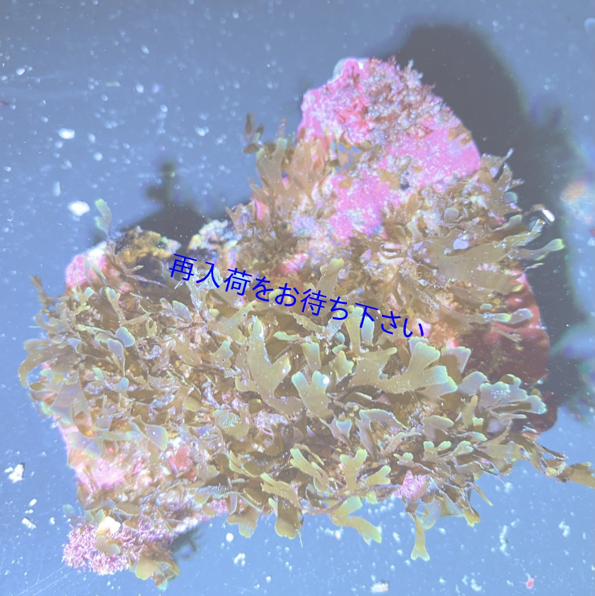 画像1: （岩付き）アミジグサ (1)