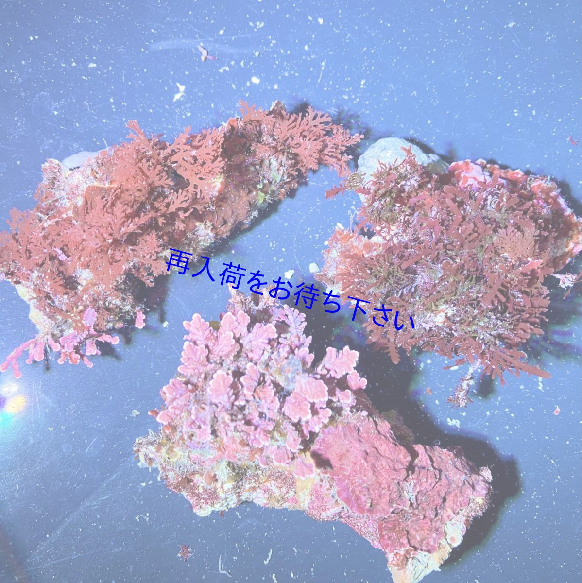 画像1: （岩付き）色々海藻B ピリヒバ・オバクサ・ナミノハナ　３個セット (1)