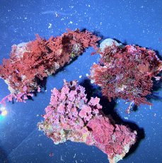 画像1: （岩付き）色々海藻B ピリヒバ・オバクサ・ナミノハナ　３個セット (1)