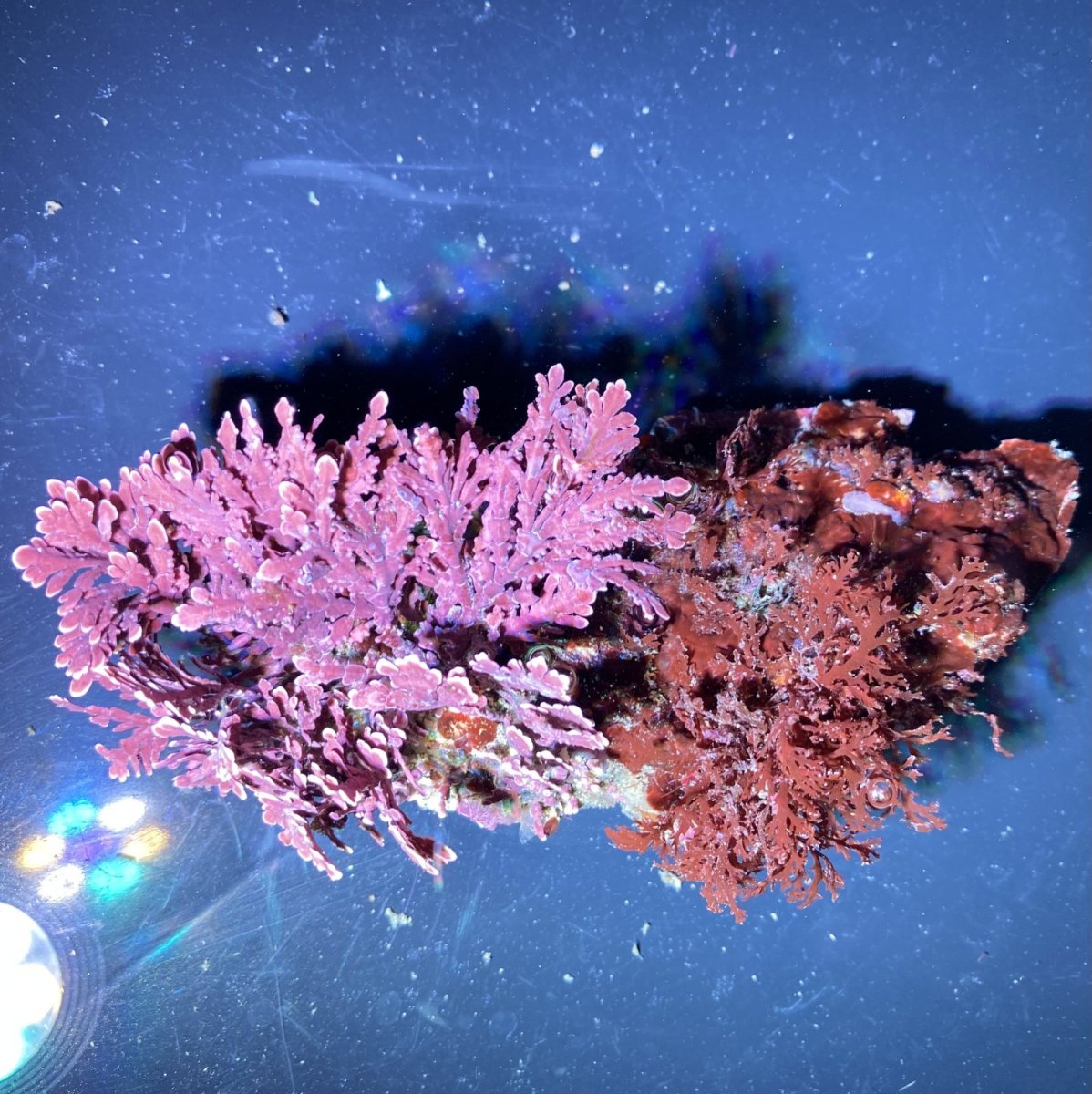 画像1: （岩付き）色々海藻　B ピリヒバ&ナミノハナ (1)