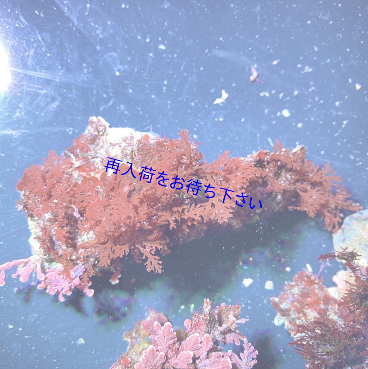 画像4: （岩付き）色々海藻B ピリヒバ・オバクサ・ナミノハナ　３個セット (4)