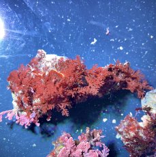 画像4: （岩付き）色々海藻B ピリヒバ・オバクサ・ナミノハナ　３個セット (4)