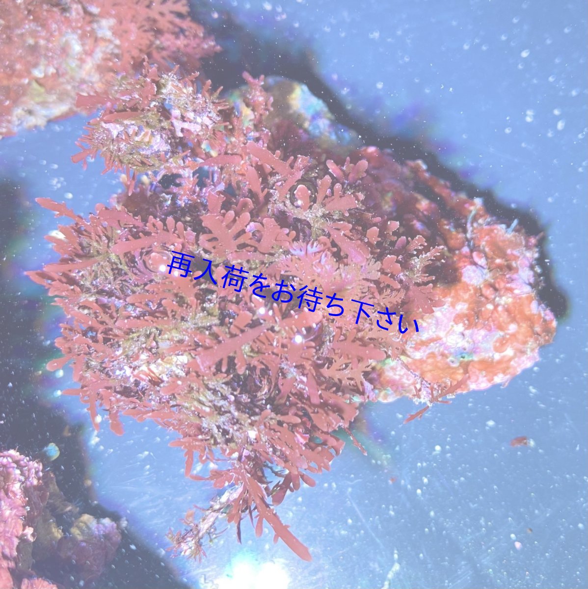 画像3: （岩付き）色々海藻B ピリヒバ・オバクサ・ナミノハナ　３個セット (3)