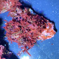 画像3: （岩付き）色々海藻B ピリヒバ・オバクサ・ナミノハナ　３個セット (3)