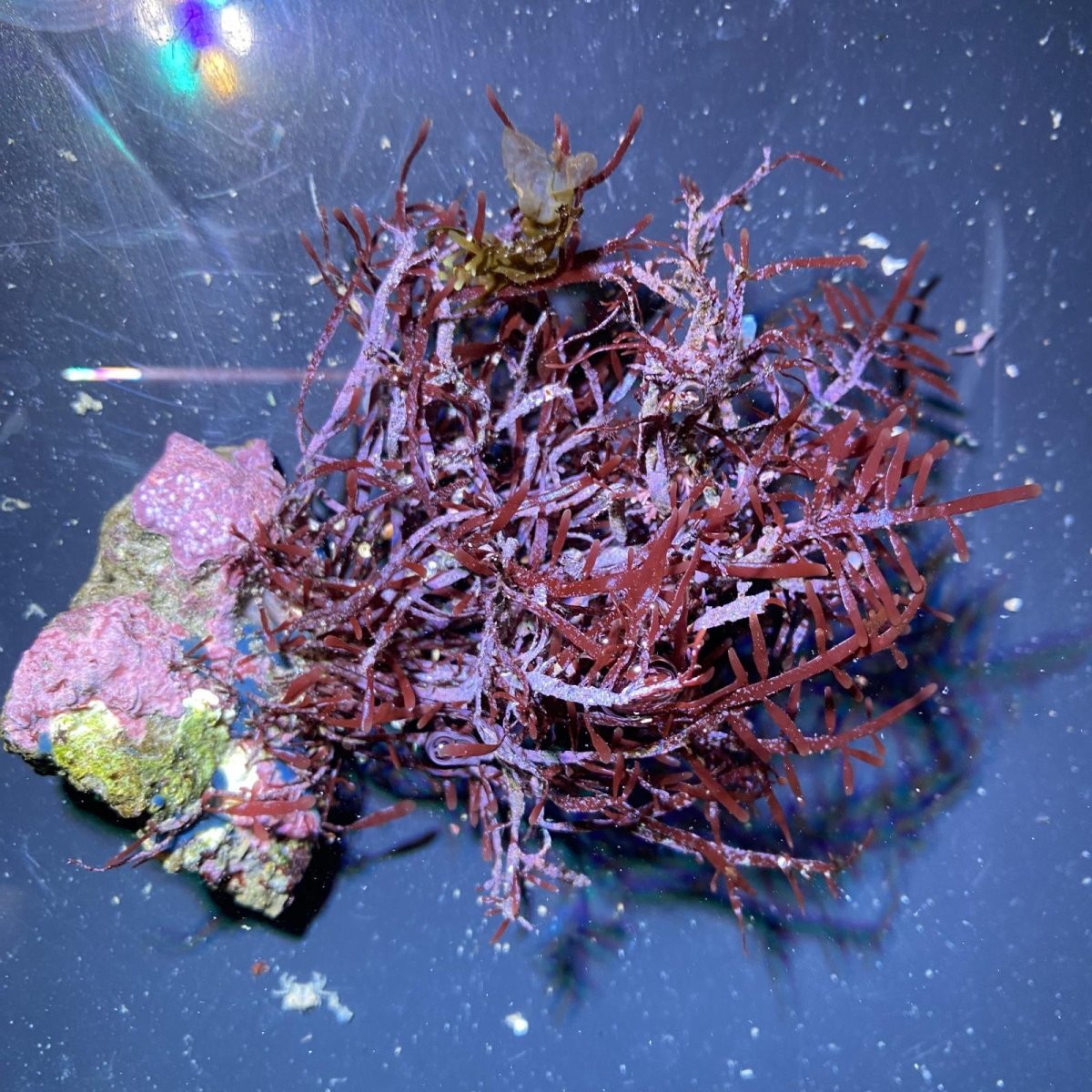 画像1: （岩付き）オバクサ (1)