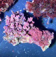 画像2: （岩付き）色々海藻B ピリヒバ・オバクサ・ナミノハナ　３個セット (2)