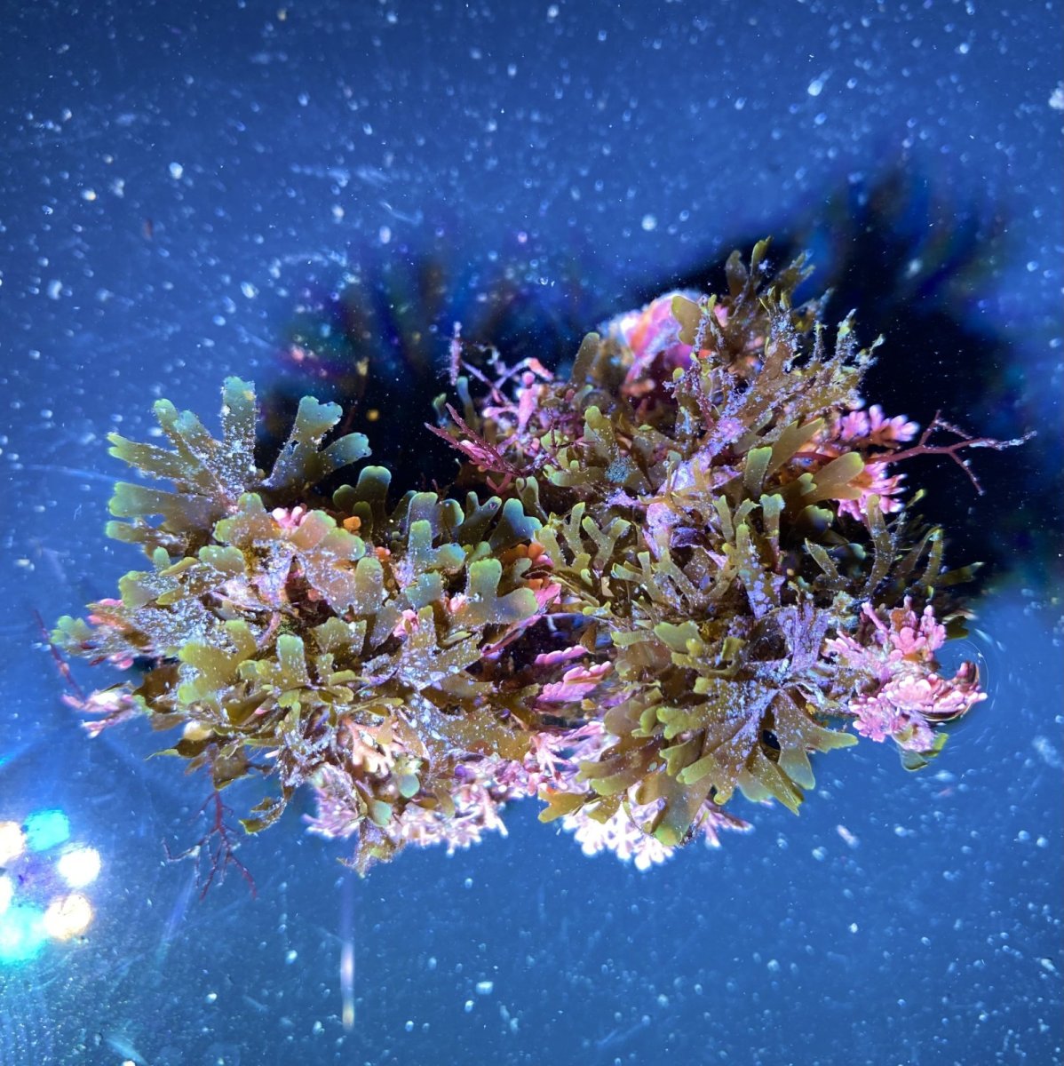 画像1: （岩付き）色々海藻E　ピリヒバ・アミジグサ　 (1)