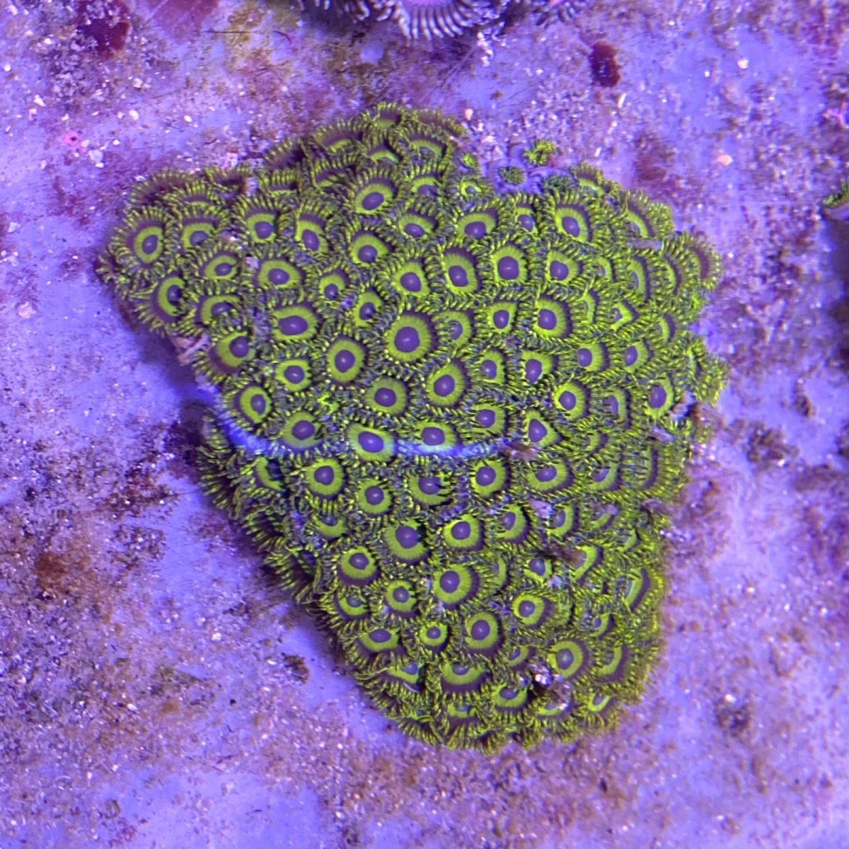 画像1: マメスナギンチャク　ゴールド (1)