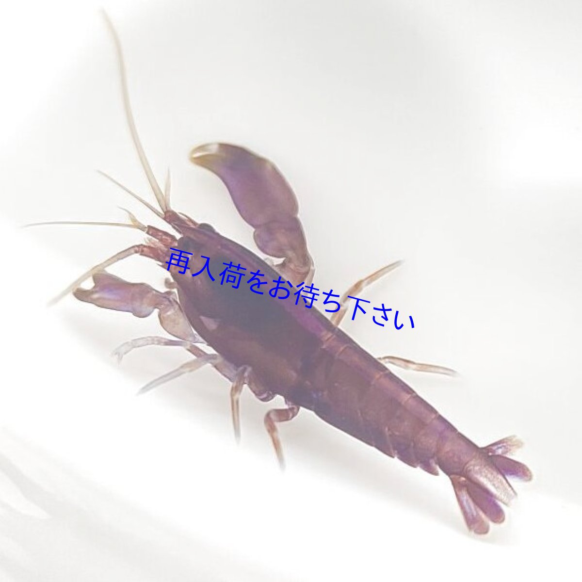 画像2: ムラサキヤドリエビ＆ムラサキウニ　セット (2)