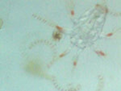 画像1: 微小浮遊性プランクトン♪ 赤コペなどの多彩な動物性プランクトン