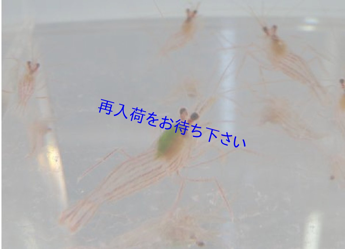 画像1: カーリー退治に！　アカシマモエビ　3〜4センチ前後 (1)