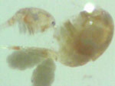 画像1: ・超微小・【ワムシサイズで栄養価の高い】カイアシノープリウス・ケンミジンコなど超微小な動物性プランクトンです♪