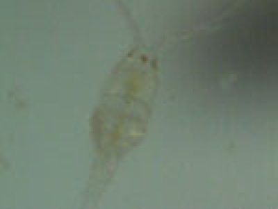 画像2: ・超微小・【ワムシサイズで栄養価の高い】カイアシノープリウス・ケンミジンコなど超微小な動物性プランクトンです♪