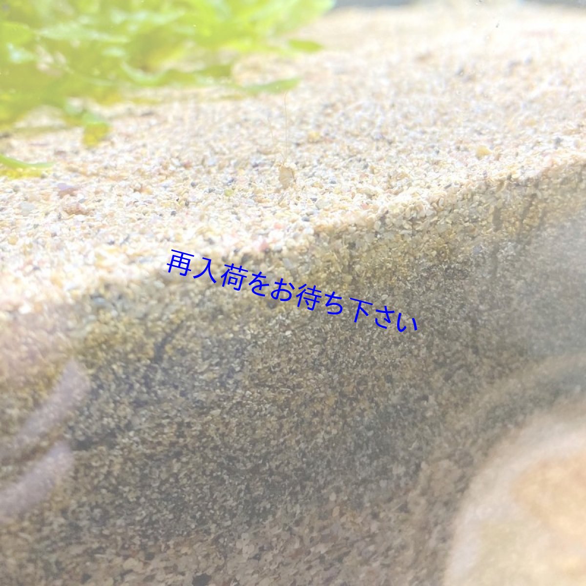 画像5: 【即日発送】微生物たっぷり✨採れたて✨3 層セット　ライブサンド（好気層/生物層/嫌気層）　合計6L（12kg前後） (5)