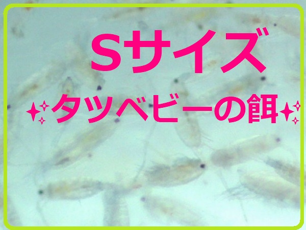 タツベビーの餌に🎵細かなプランクトンいっぱい♪コペポーダ　Sサイズ