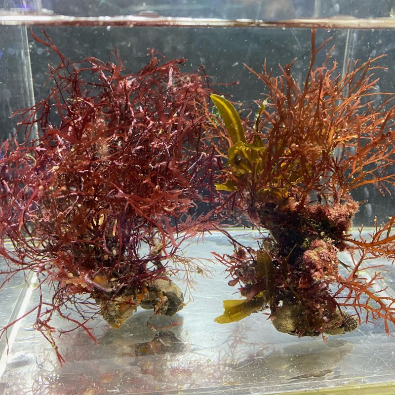 根付き海藻　2個セット
