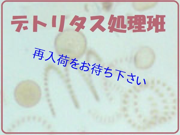 水槽のお役立ち デトリタス処理 餌としてもオススメ 動物性プランクトンです 海をお手本にしたアクアリウム シュリンプ