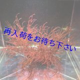 海藻 海をお手本にしたアクアリウム シュリンプ