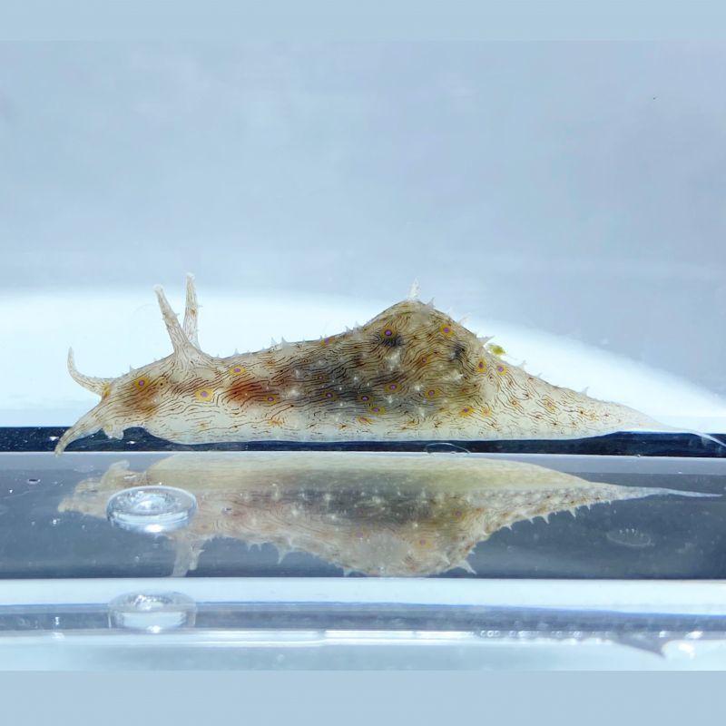 レアサイズ シアノバクテリア 藻をバンバン食べる タツナミガイ幼生 3 5cm前後 海をお手本にしたアクアリウム シュリンプ