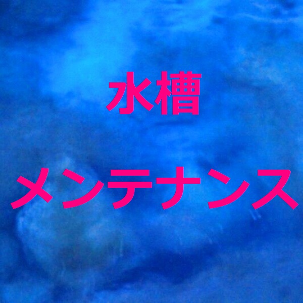 南房総市 館山市限定 水槽メンテナンス 天然海水での水換え ガラス面のコケ取り 100l以内 その他作業はご相談ください 海をお手本にしたアクアリウム シュリンプ