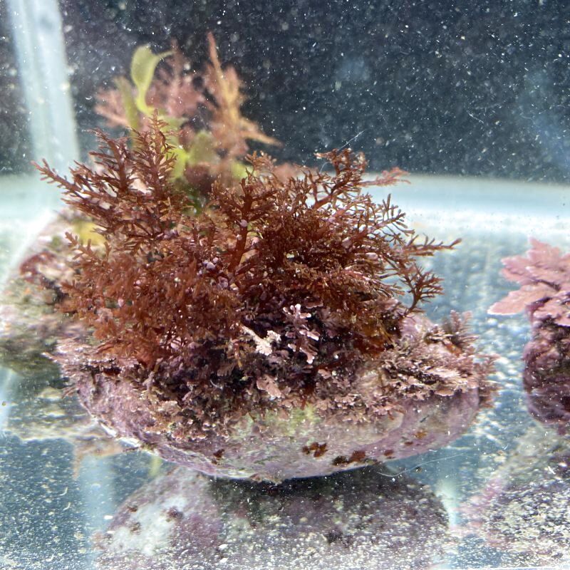 色々海藻ライブロック3個セット　A